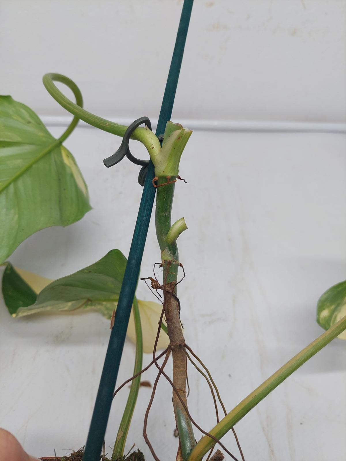 Philodendron Domesticum Variegata Steckling