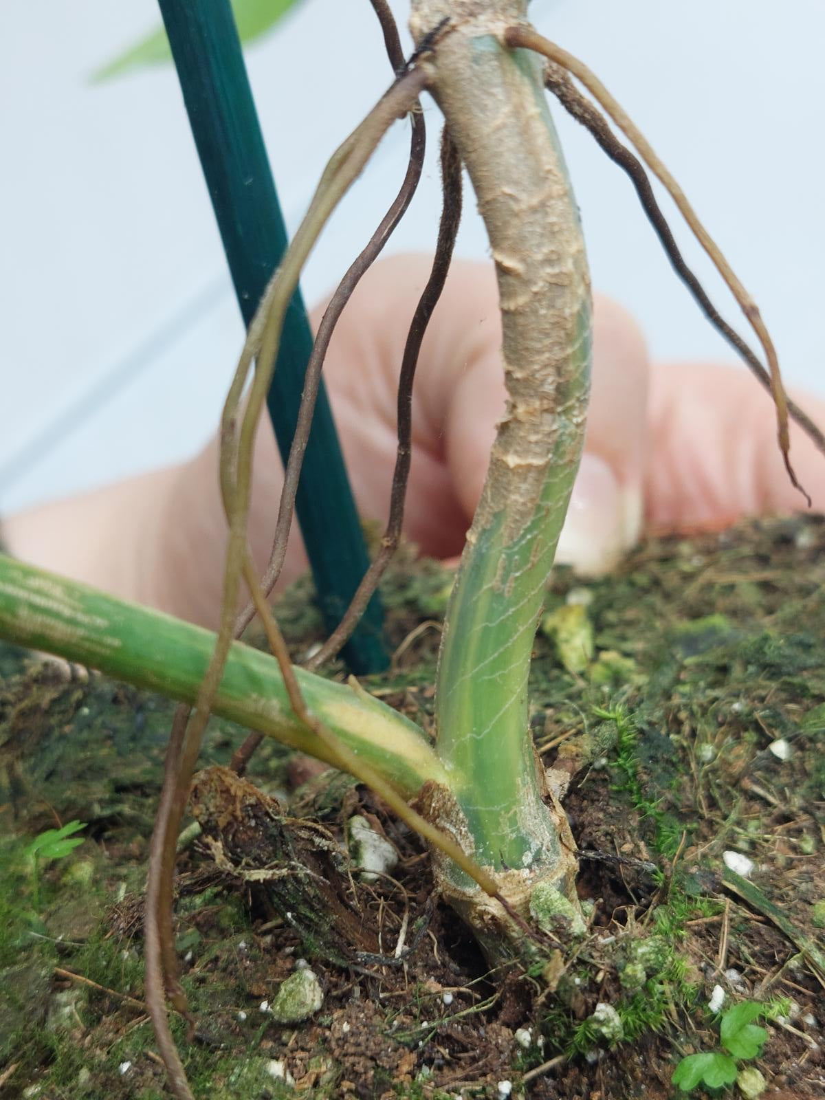 Philodendron Domesticum Variegata Steckling