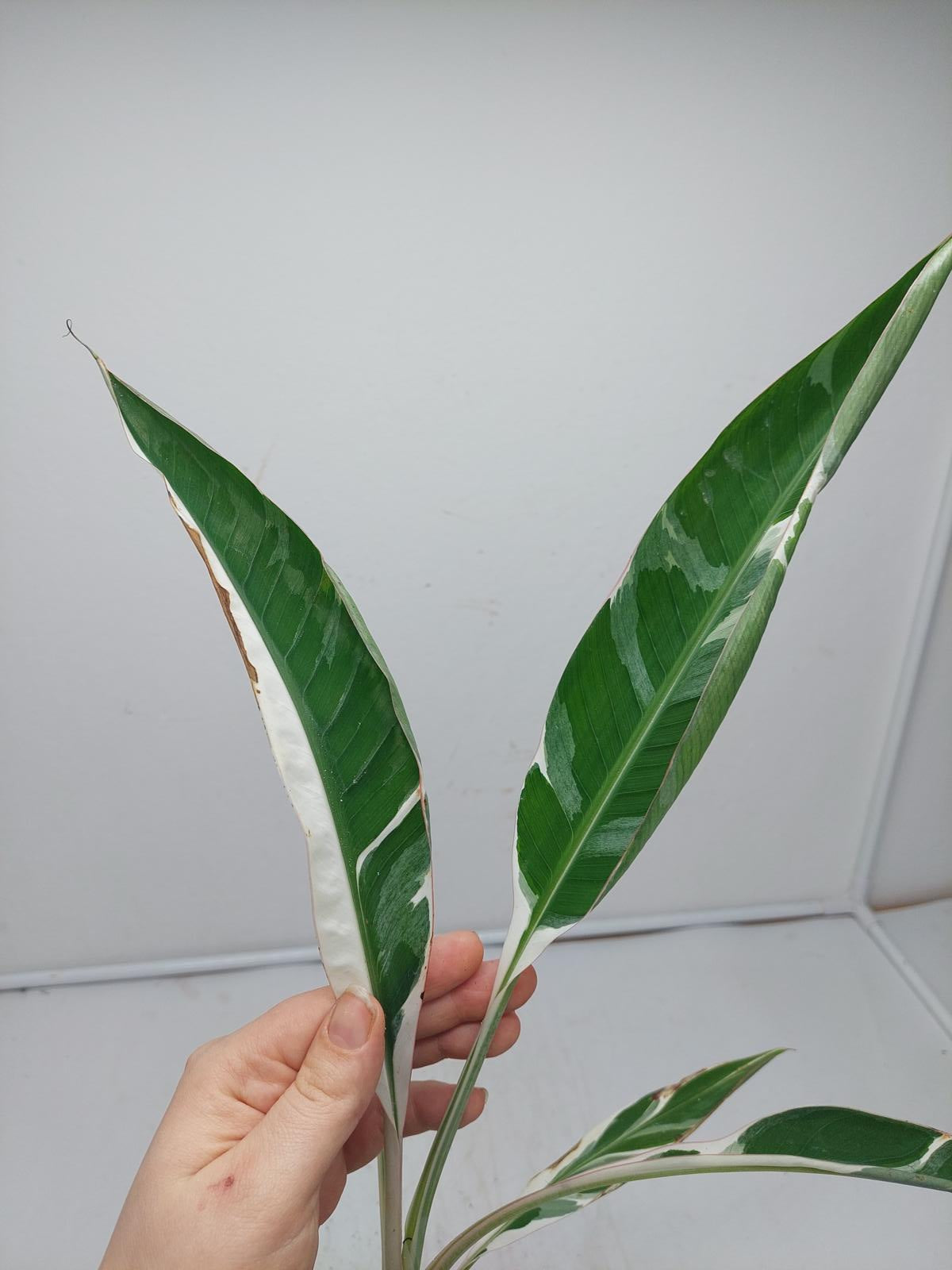 Musa Variegata (zum aussuchen)