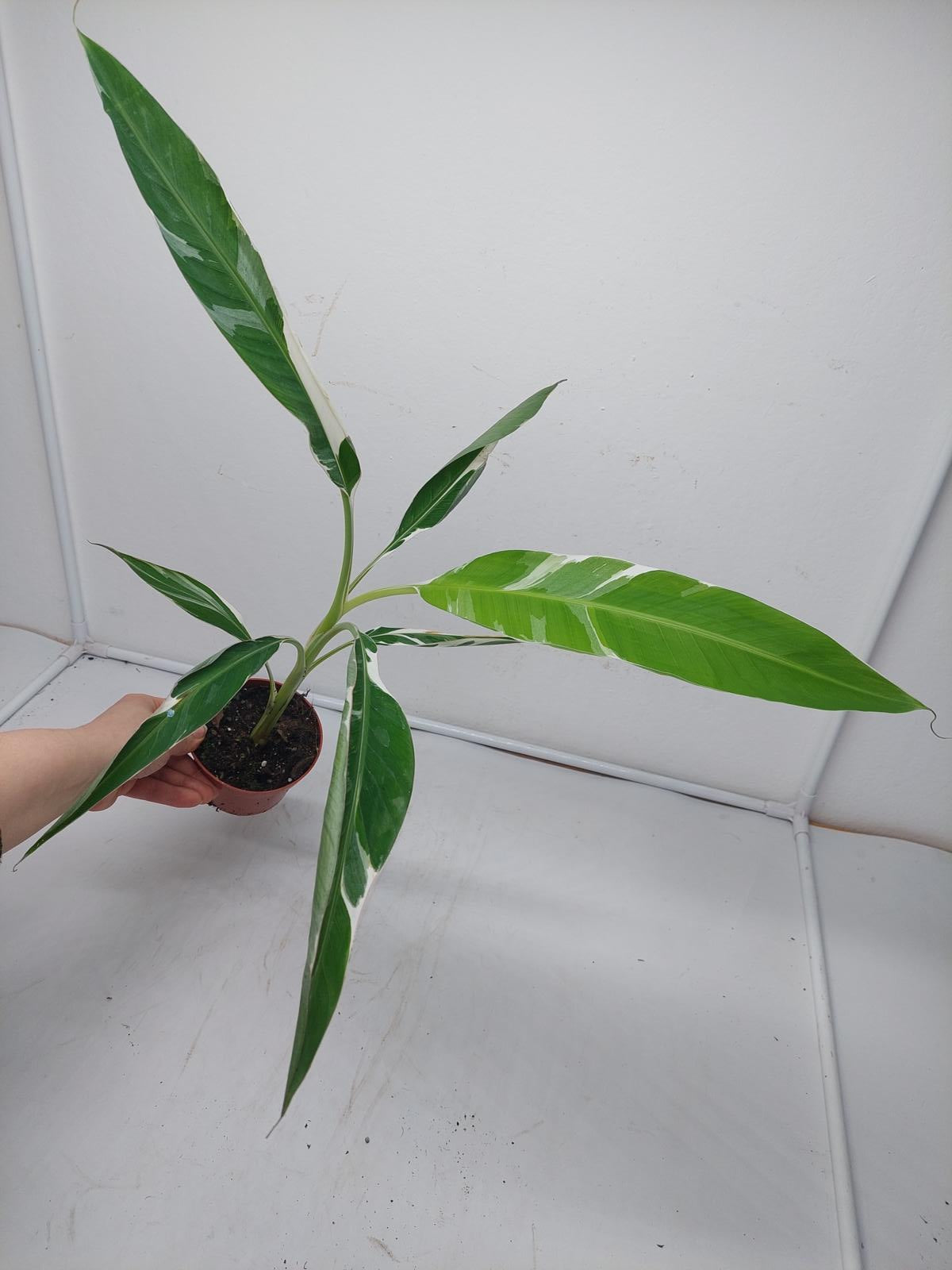 Musa Variegata (zum aussuchen)