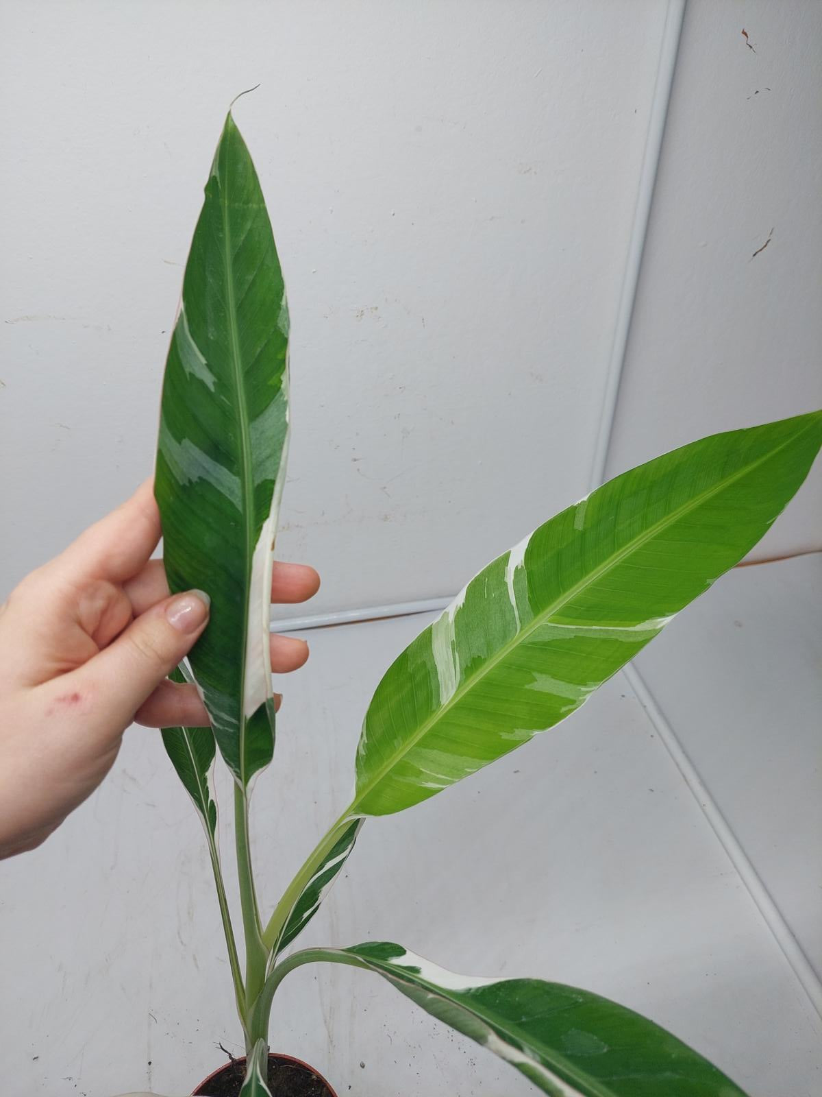 Musa Variegata (zum aussuchen)