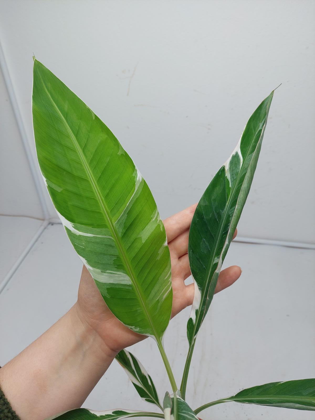 Musa Variegata (zum aussuchen)