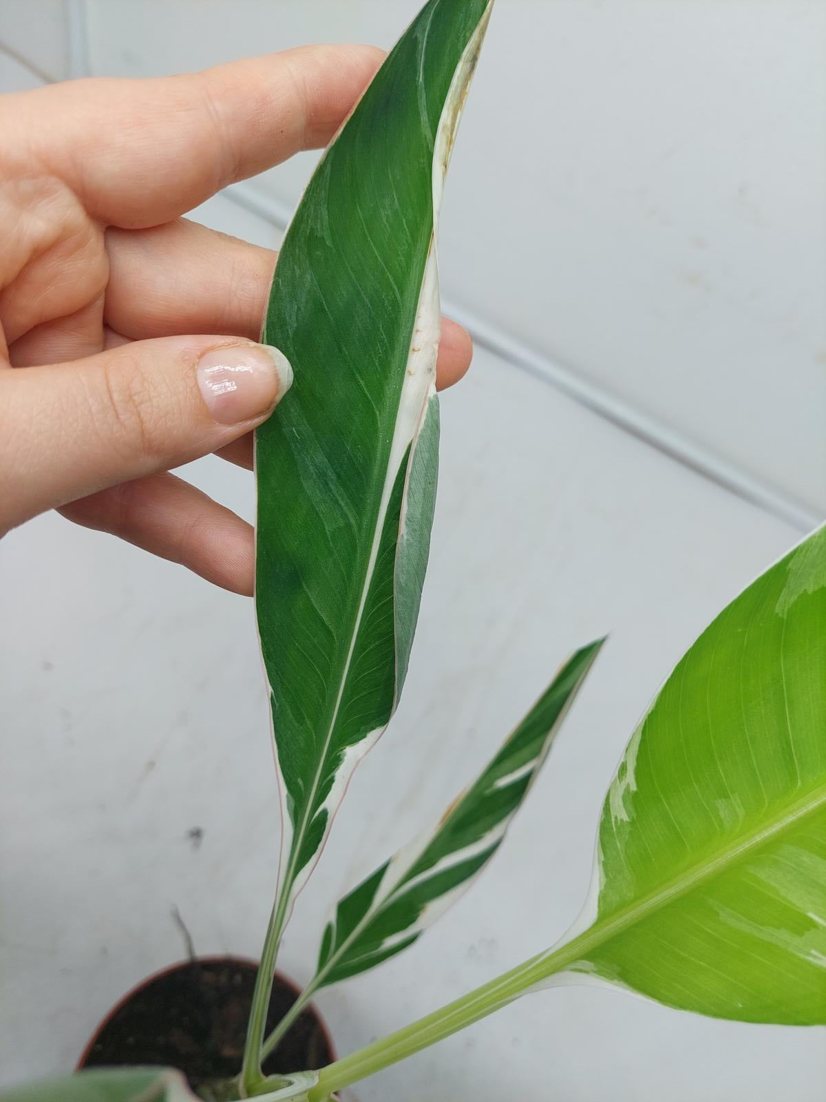 Musa Variegata (zum aussuchen)