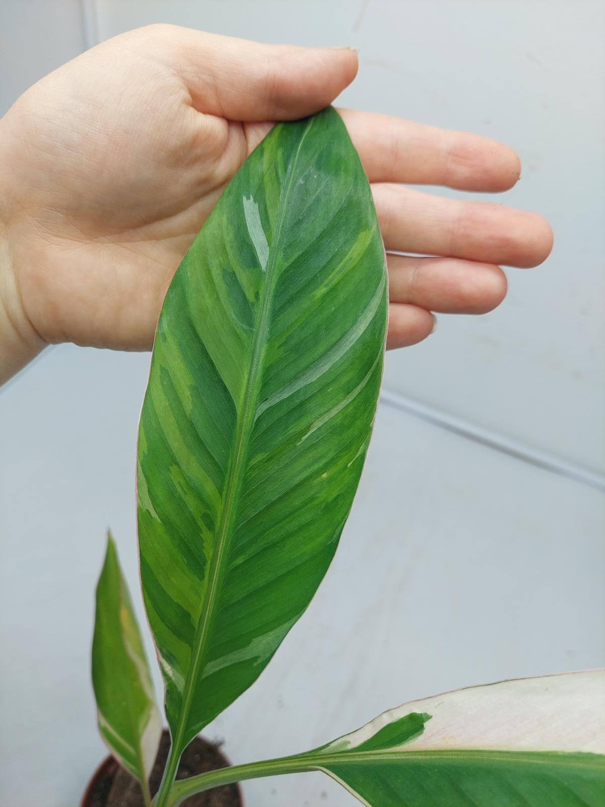 Musa Nono Pink Tricolor