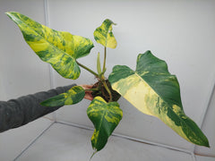 Philodendron Domesticum Variegata