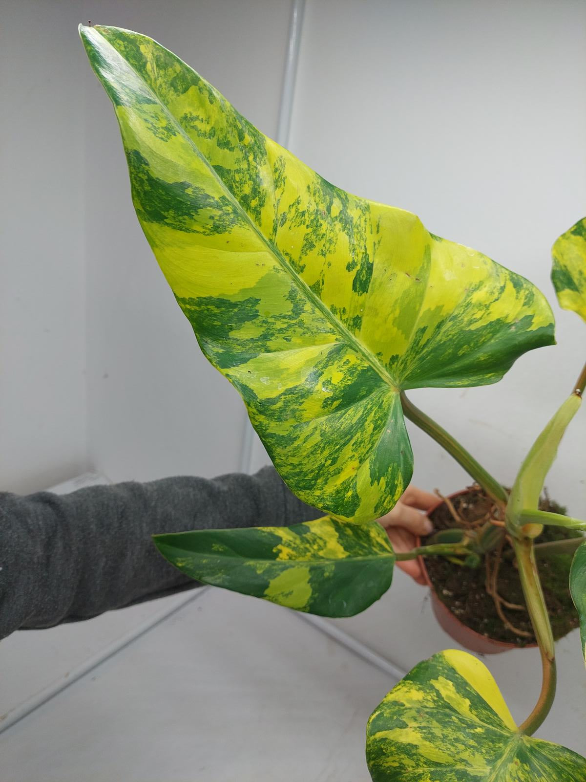 Philodendron Domesticum Variegata