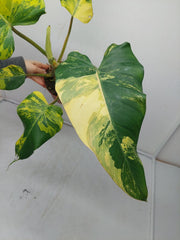 Philodendron Domesticum Variegata