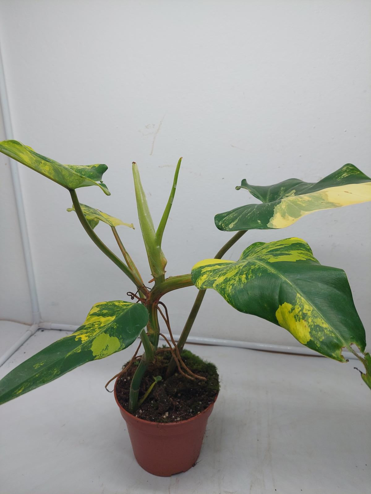 Philodendron Domesticum Variegata