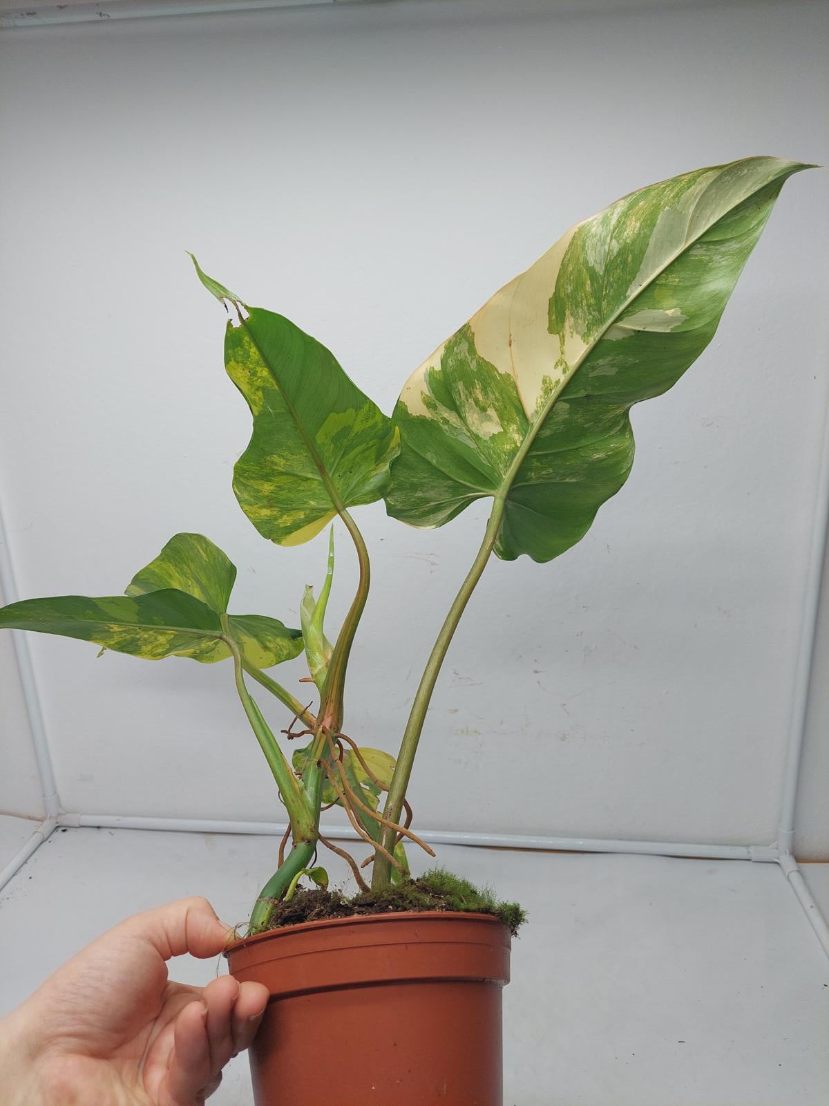 Philodendron Domesticum Variegata