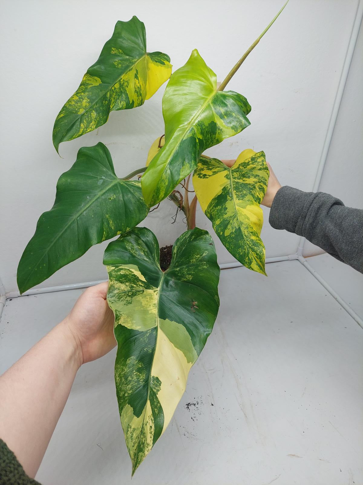 Philodendron Domesticum Variegata