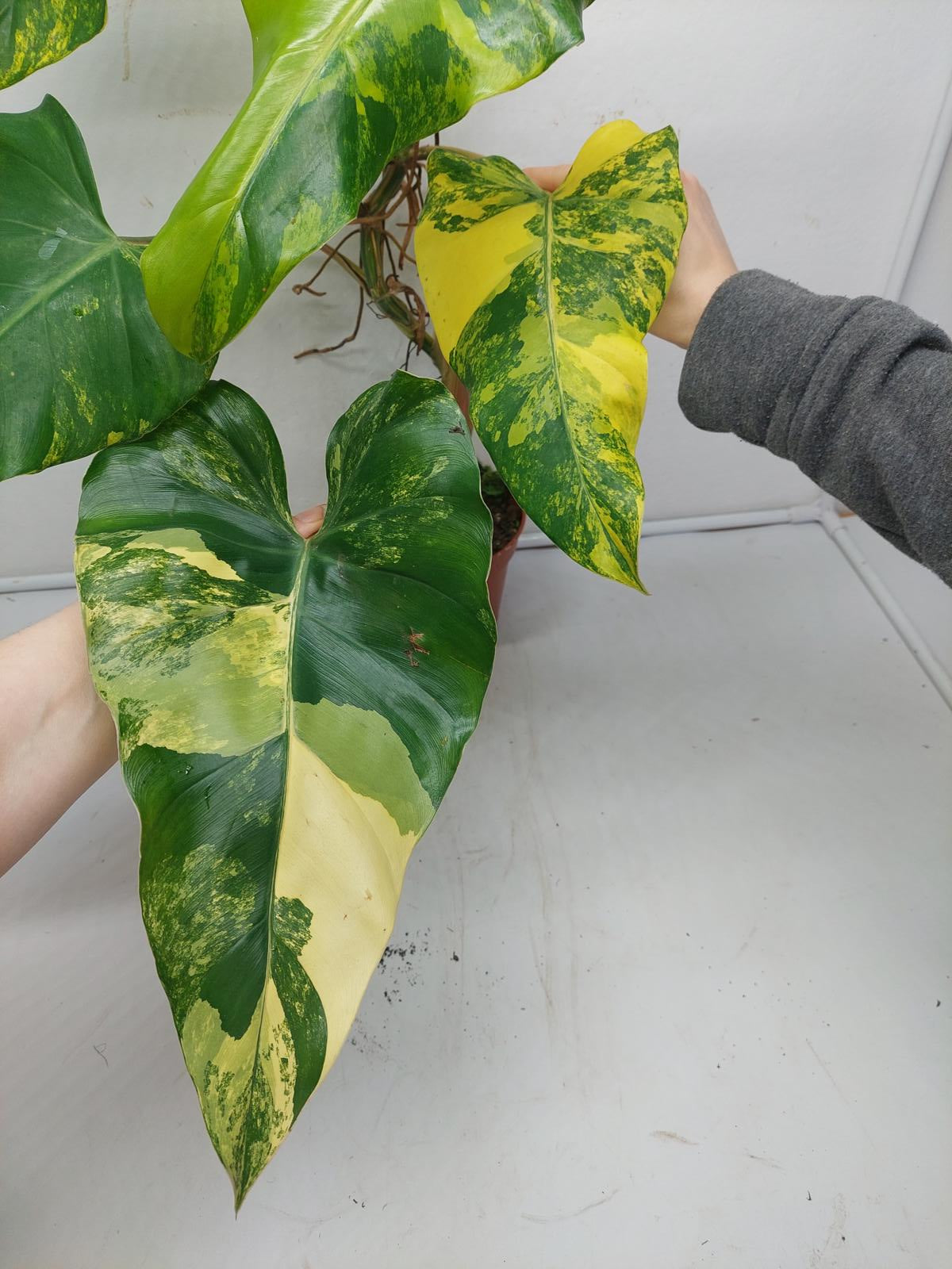 Philodendron Domesticum Variegata