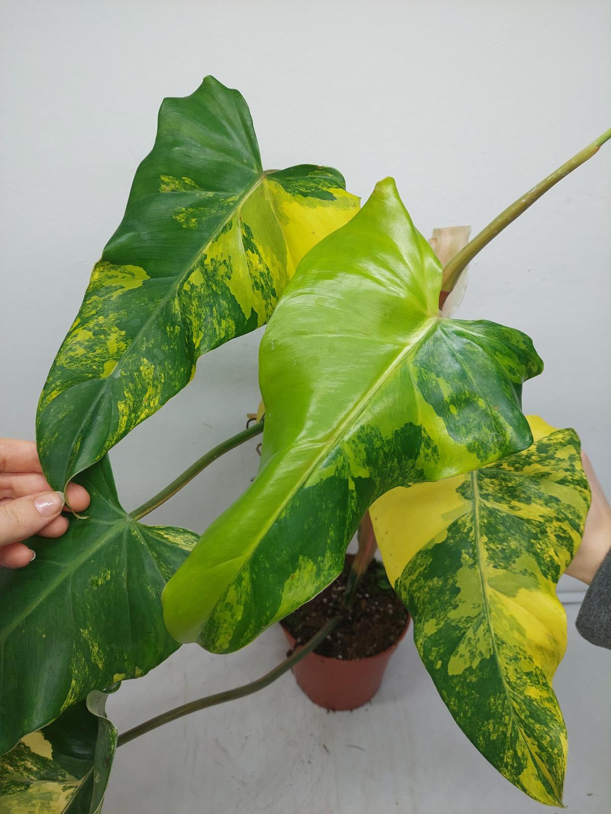 Philodendron Domesticum Variegata