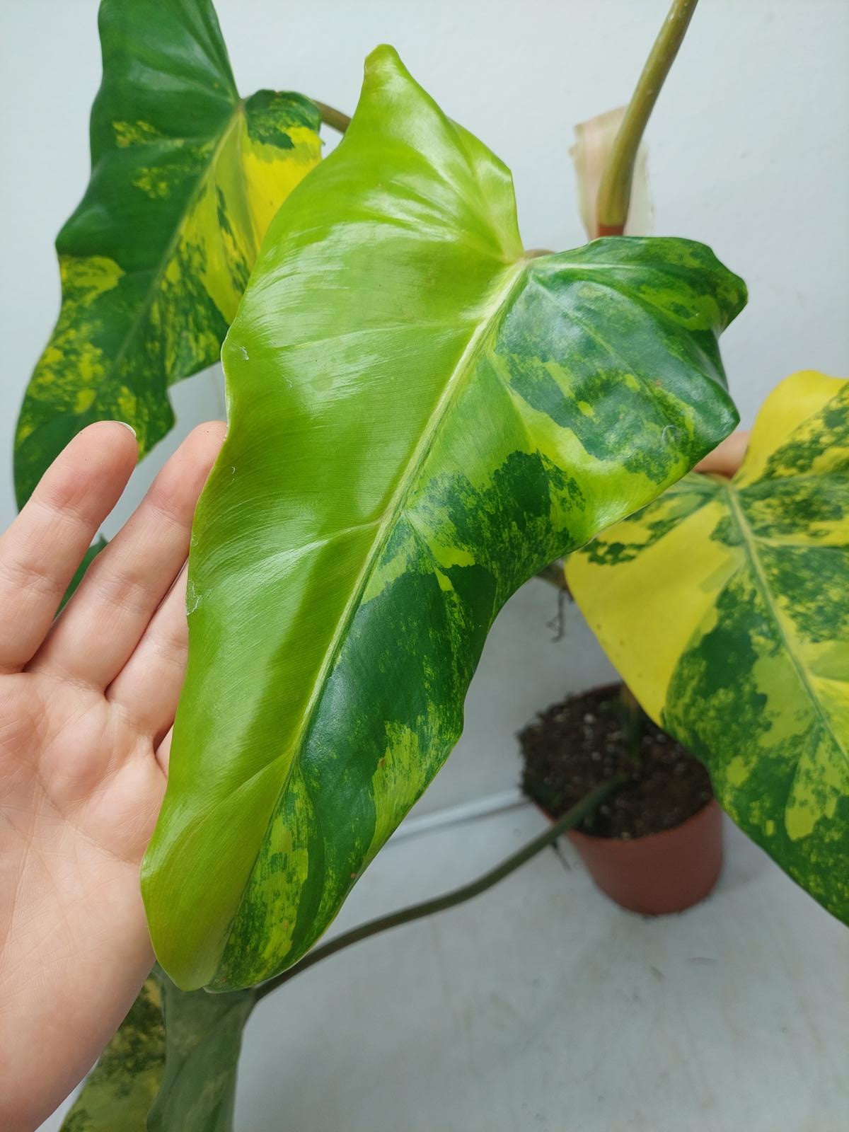 Philodendron Domesticum Variegata