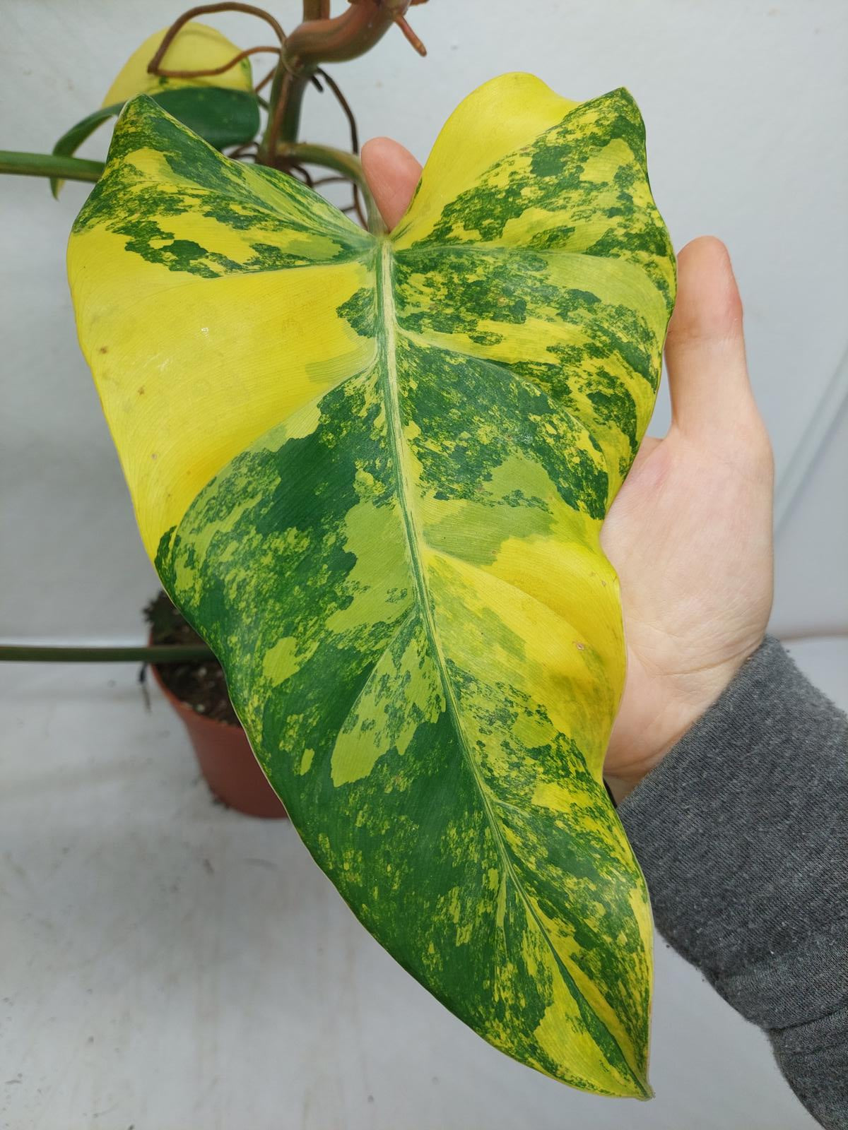 Philodendron Domesticum Variegata