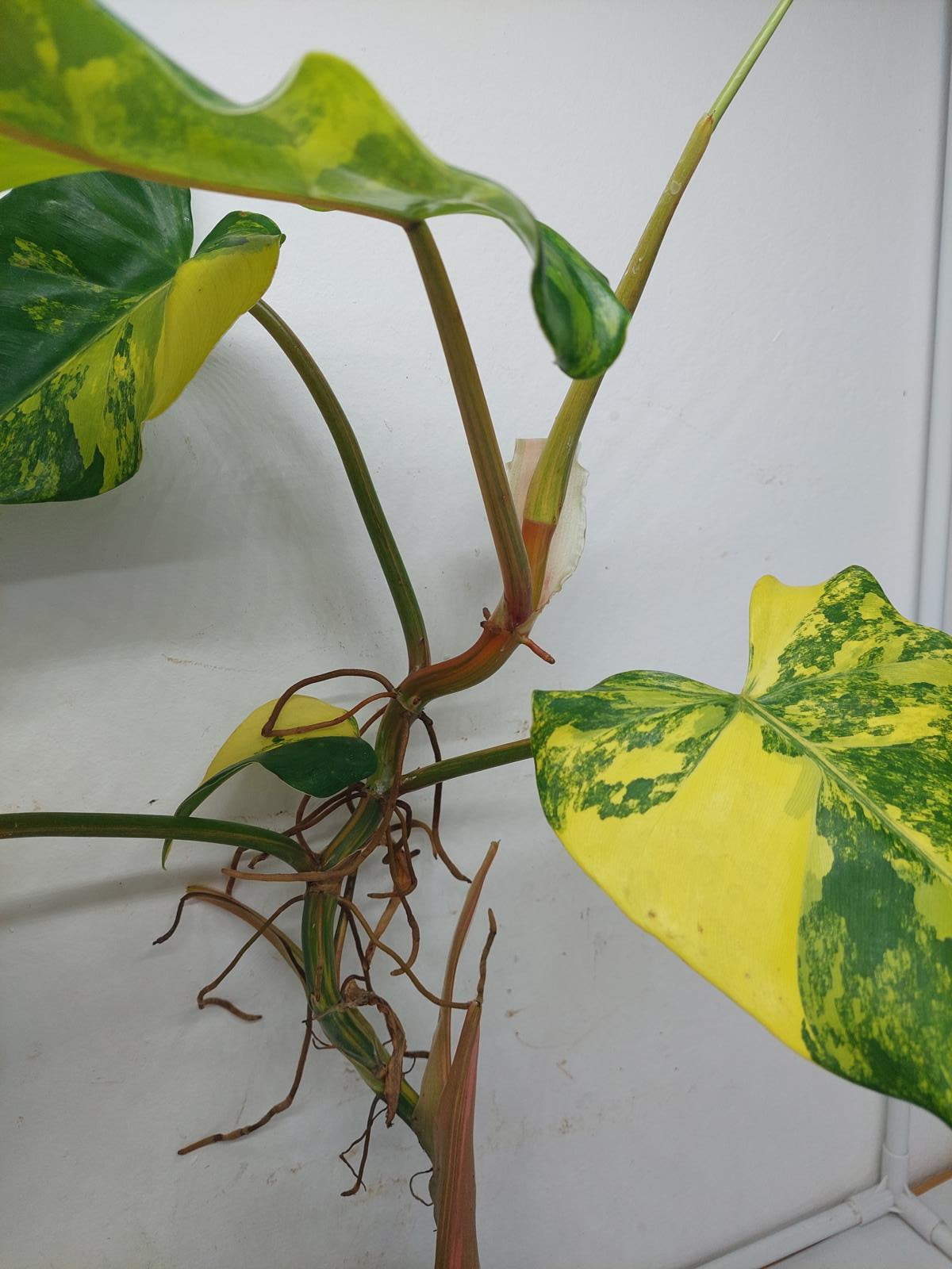 Philodendron Domesticum Variegata