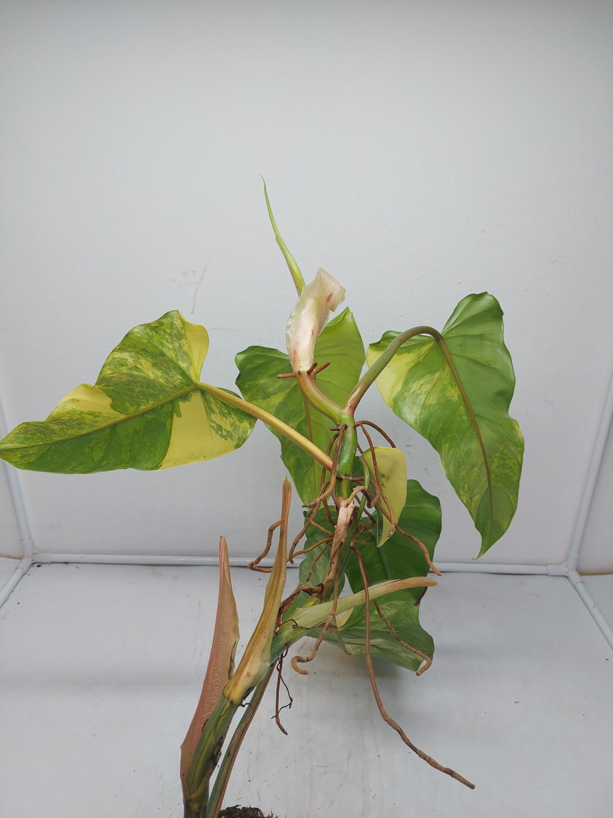 Philodendron Domesticum Variegata