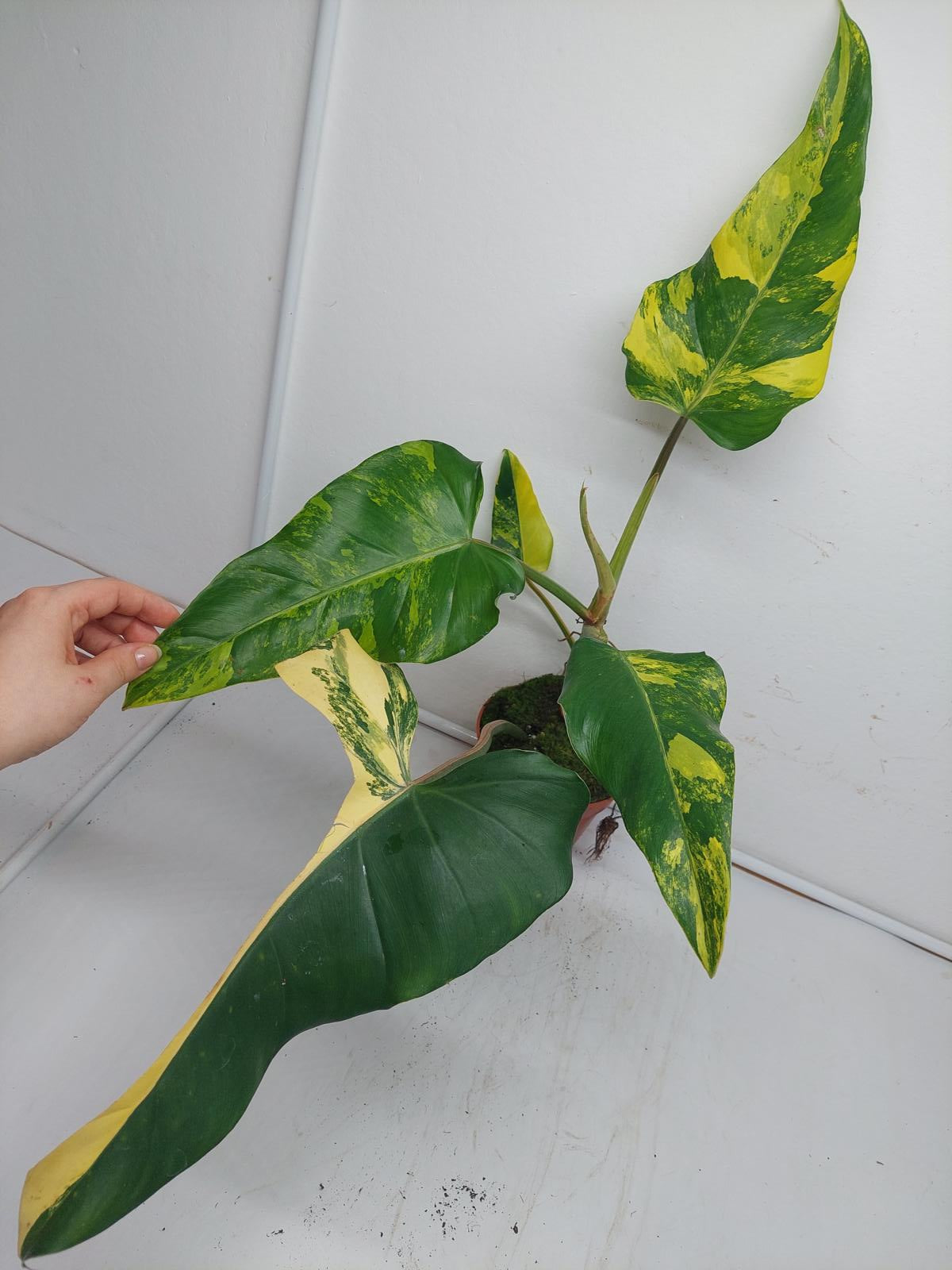 Philodendron Domesticum Variegata