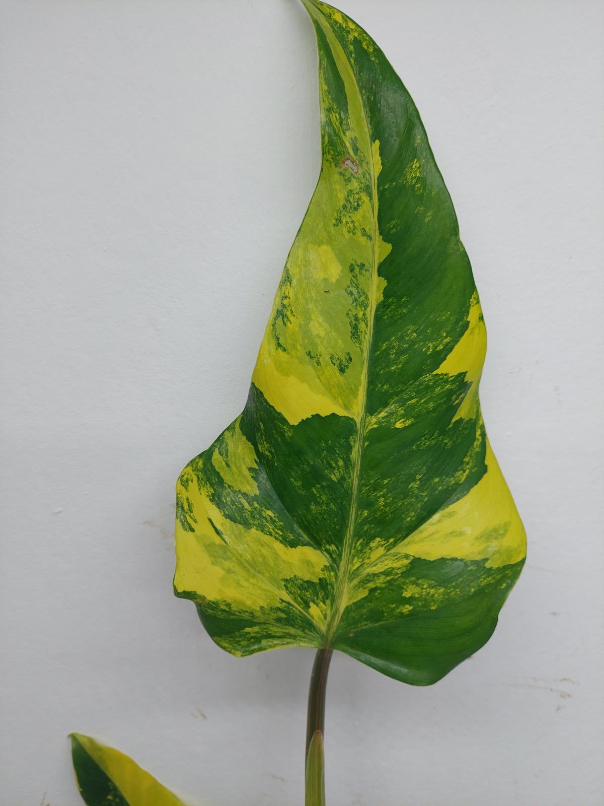 Philodendron Domesticum Variegata