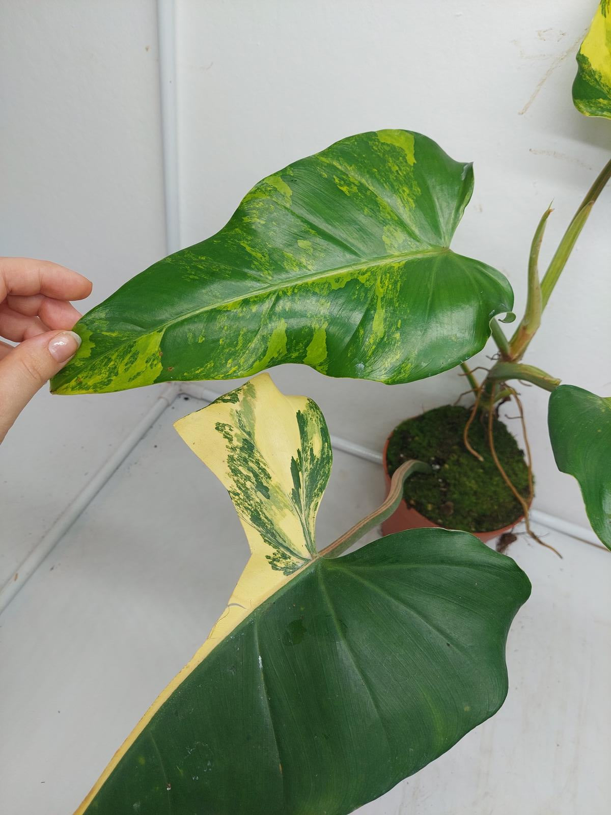 Philodendron Domesticum Variegata