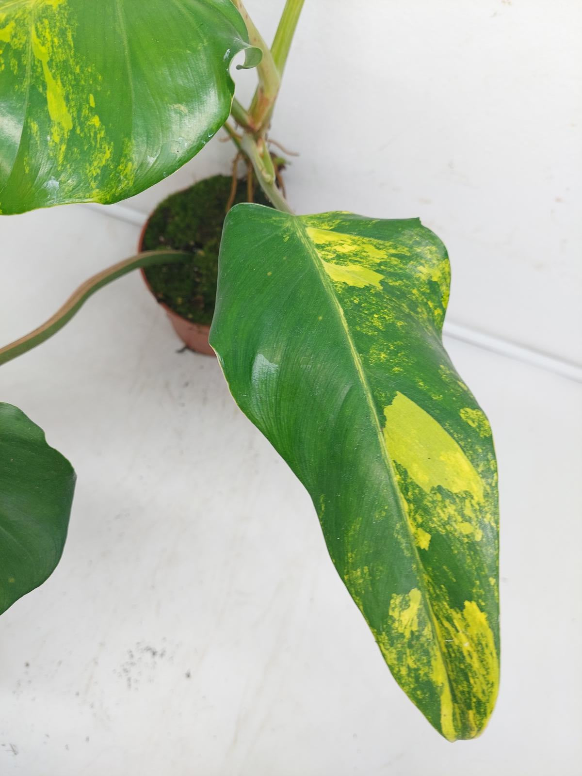 Philodendron Domesticum Variegata