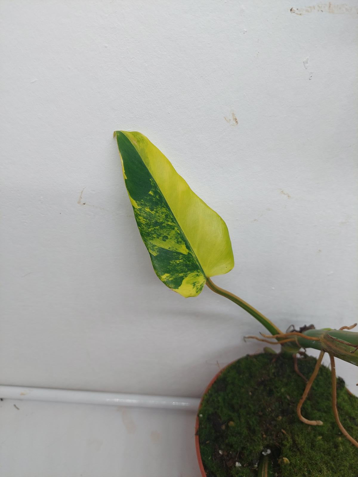 Philodendron Domesticum Variegata