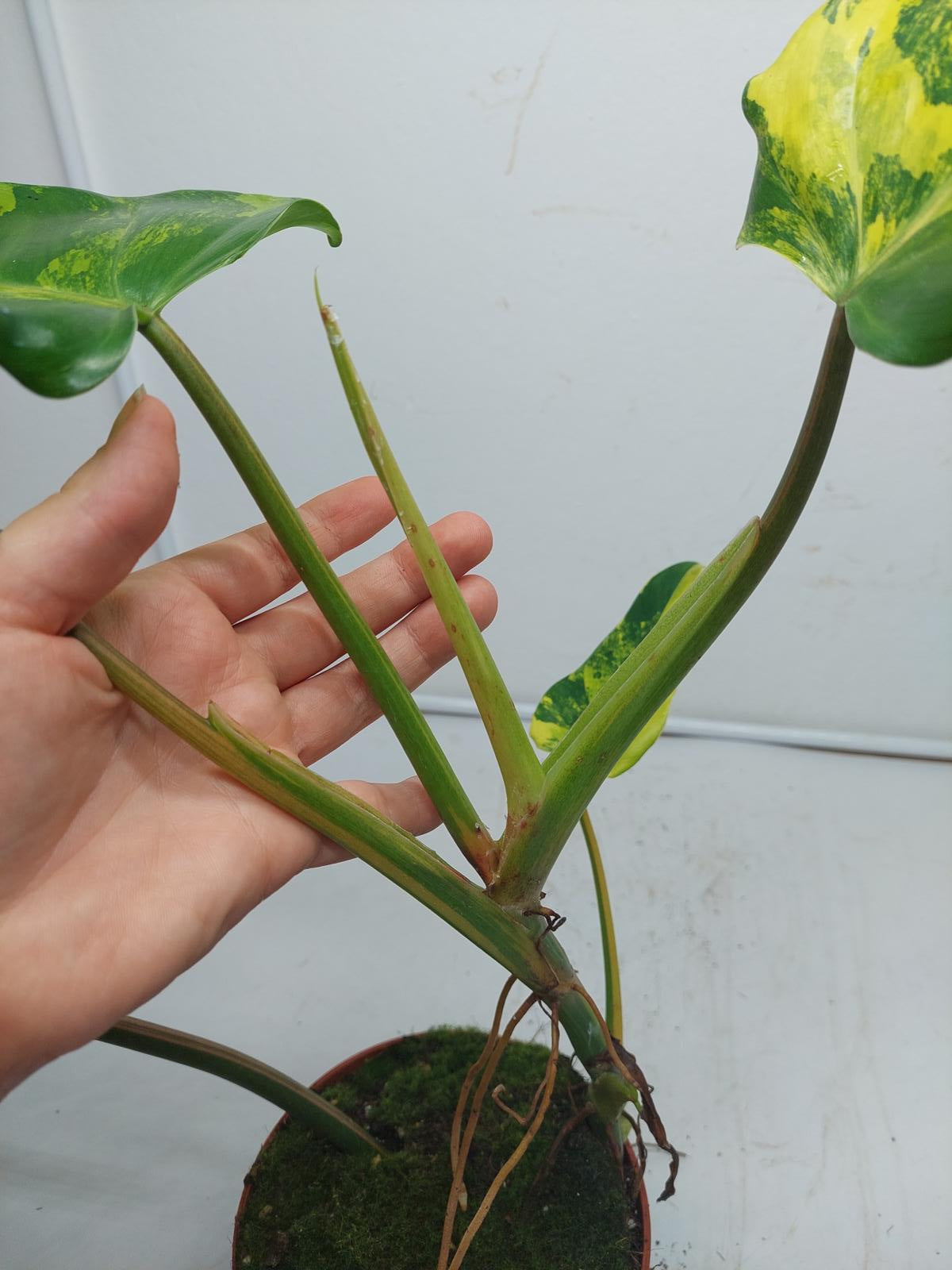 Philodendron Domesticum Variegata