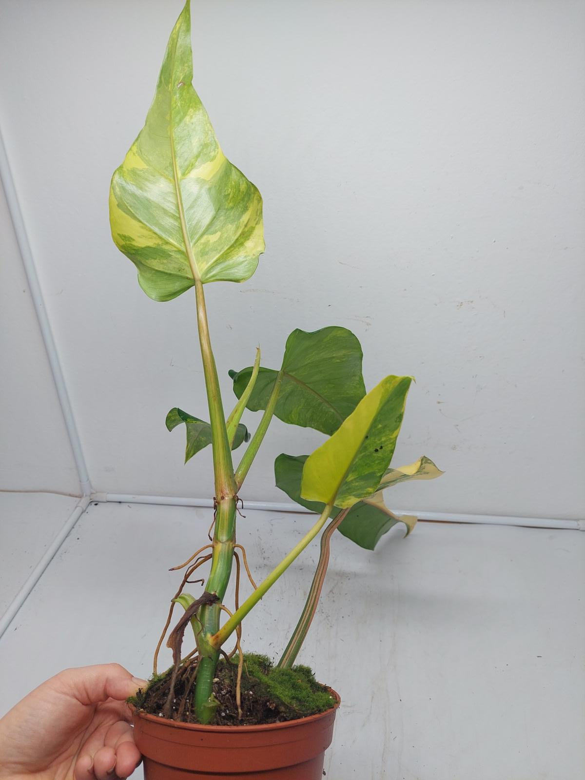 Philodendron Domesticum Variegata