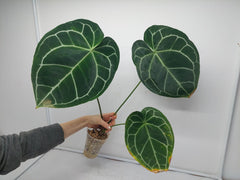 Anthurium Crystallinum