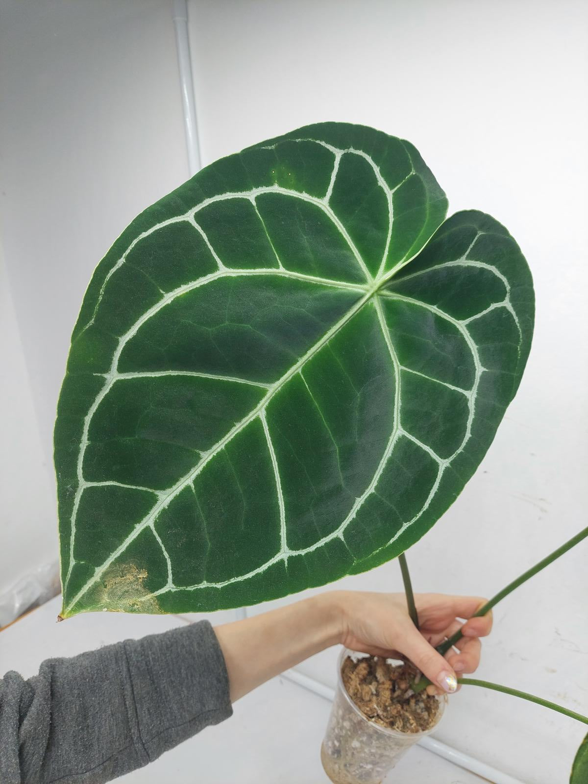 Anthurium Crystallinum