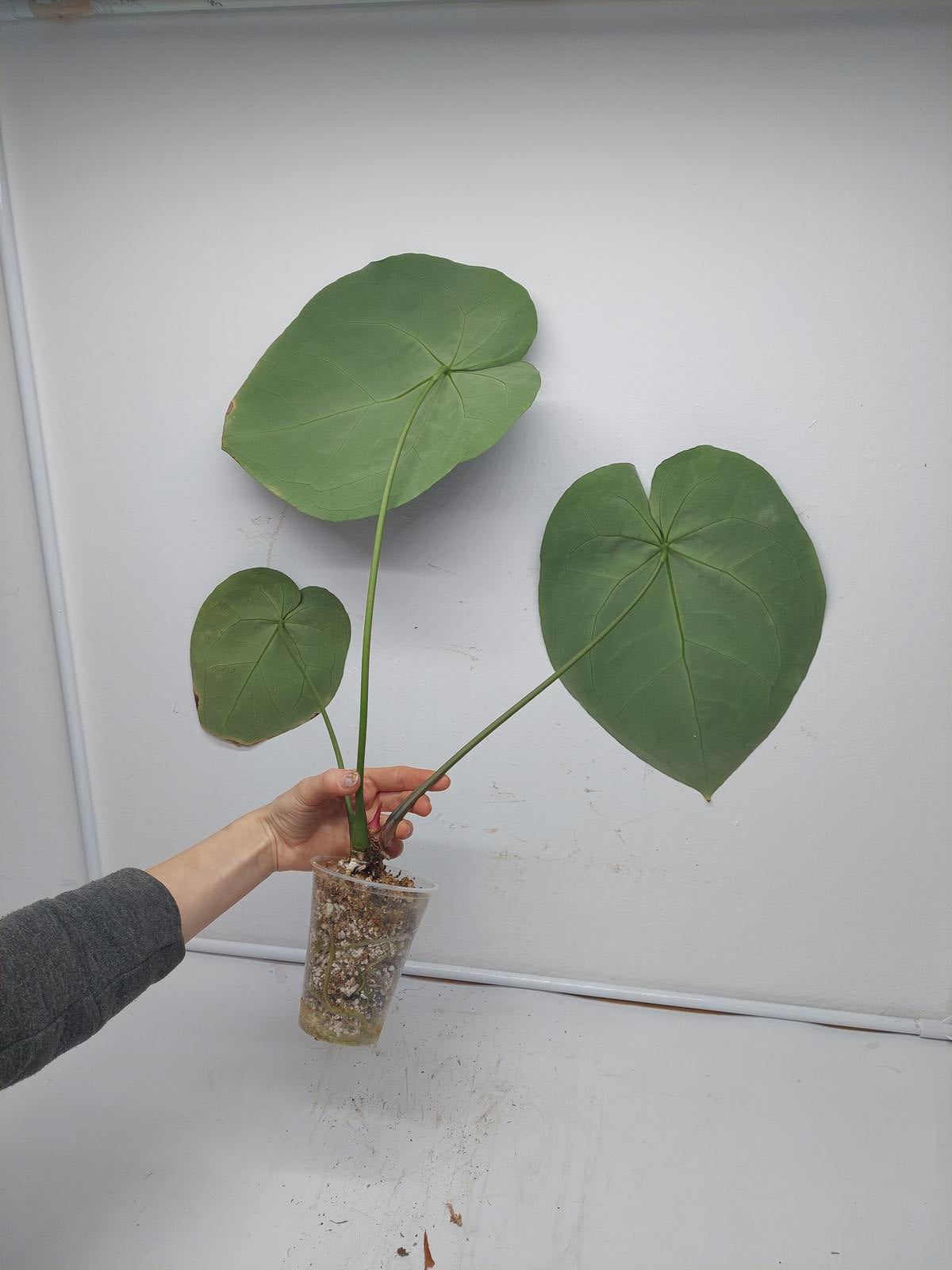 Anthurium Crystallinum