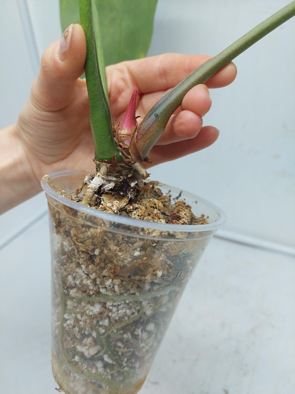 Anthurium Crystallinum