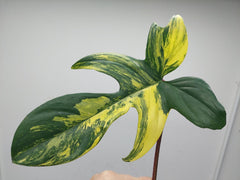 Philodendron Florida Beauty Steckling