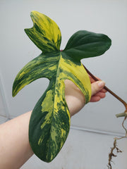 Philodendron Florida Beauty Steckling