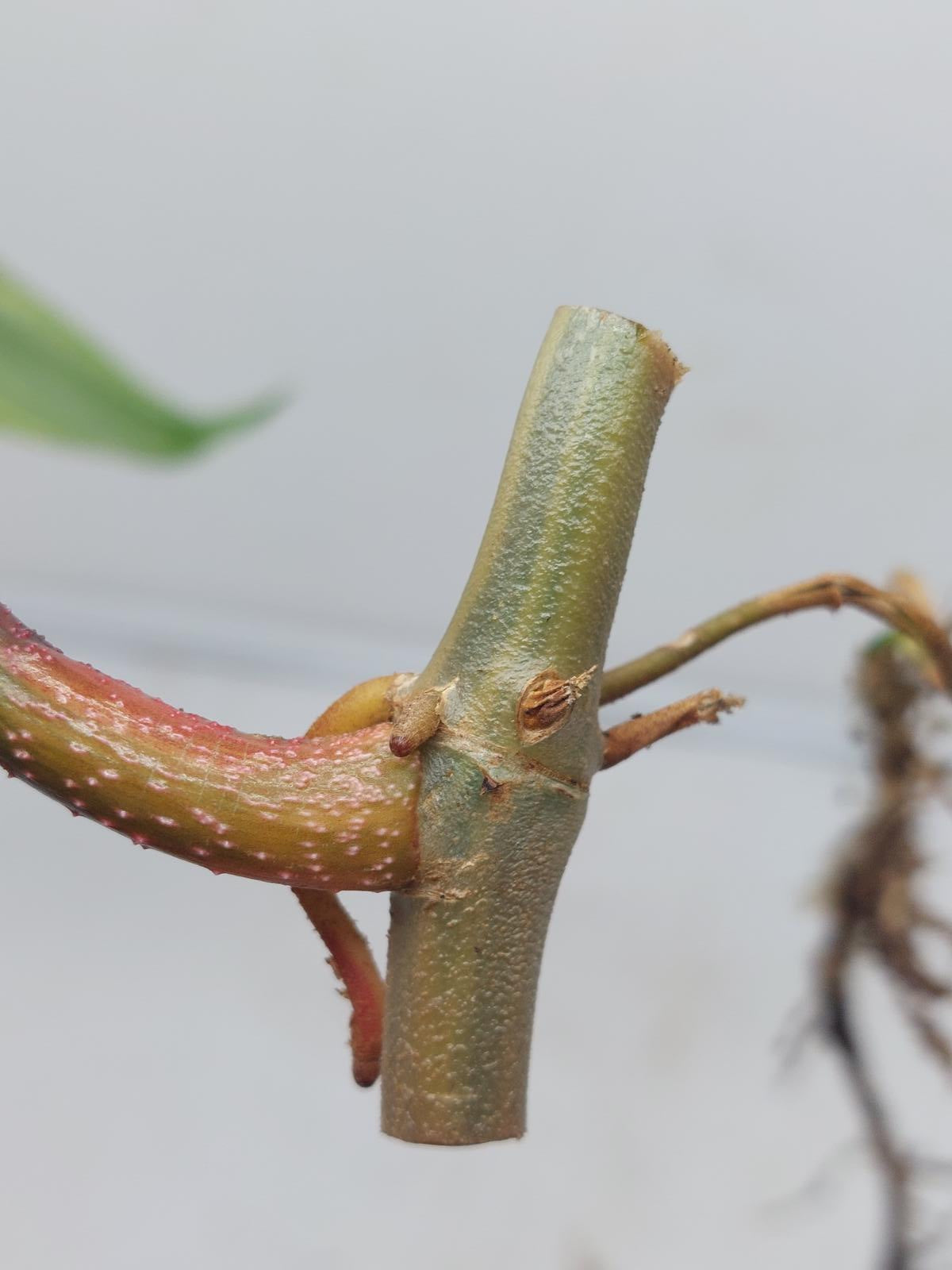 Philodendron Florida Beauty Steckling