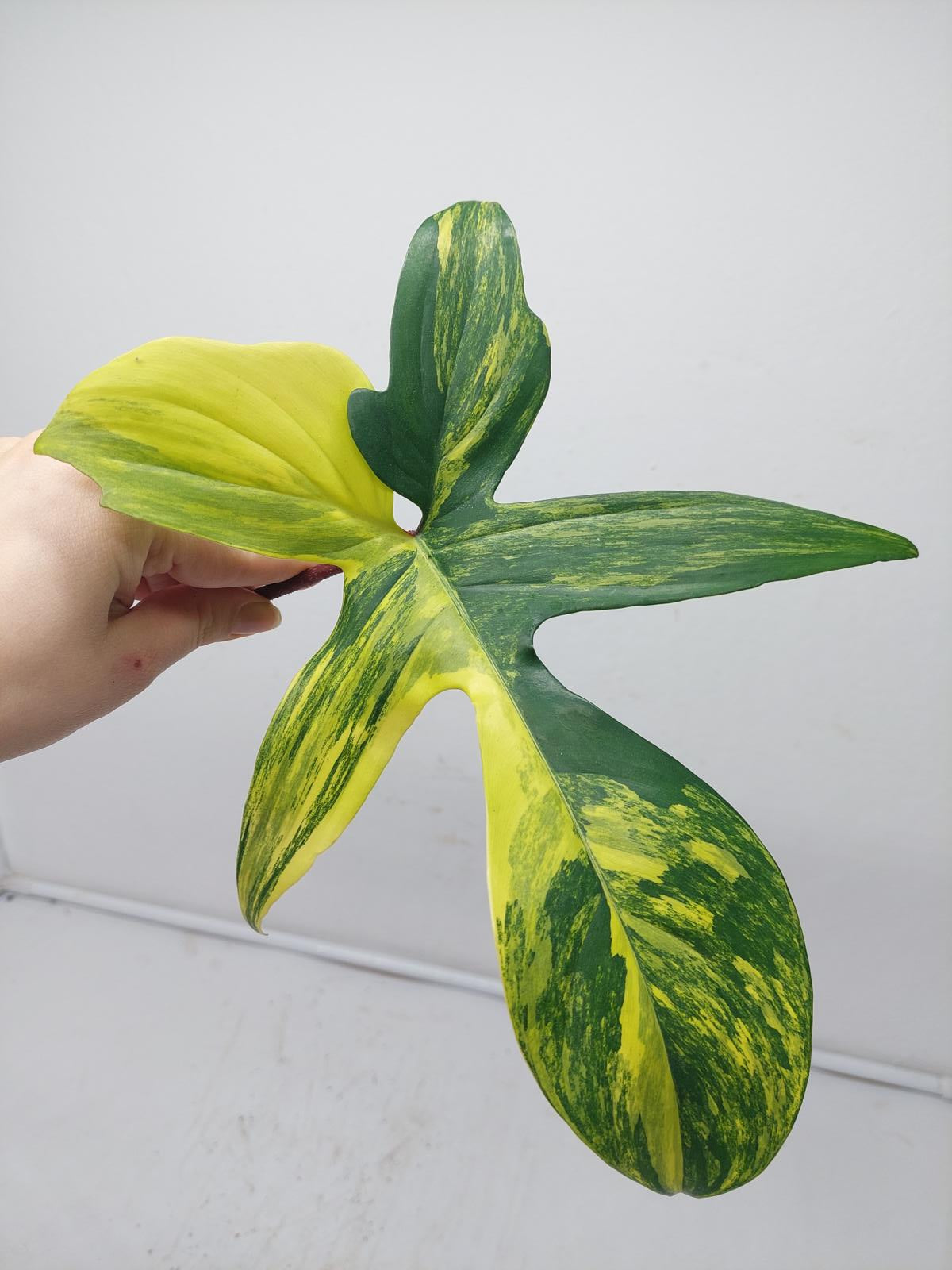 Philodendron Florida Beauty Steckling