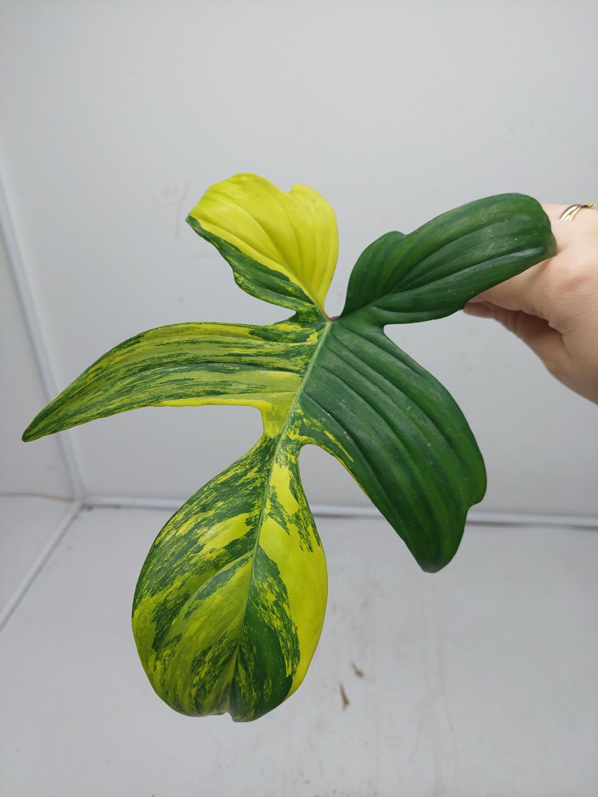 Philodendron Florida Beauty Steckling