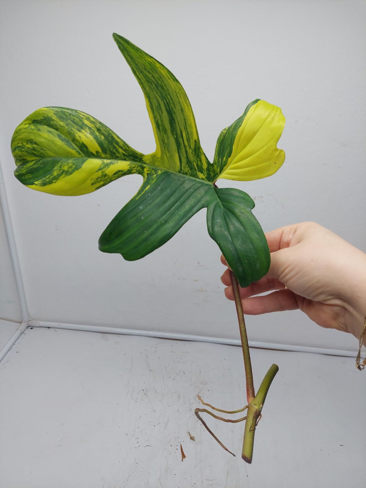 Philodendron Florida Beauty Steckling