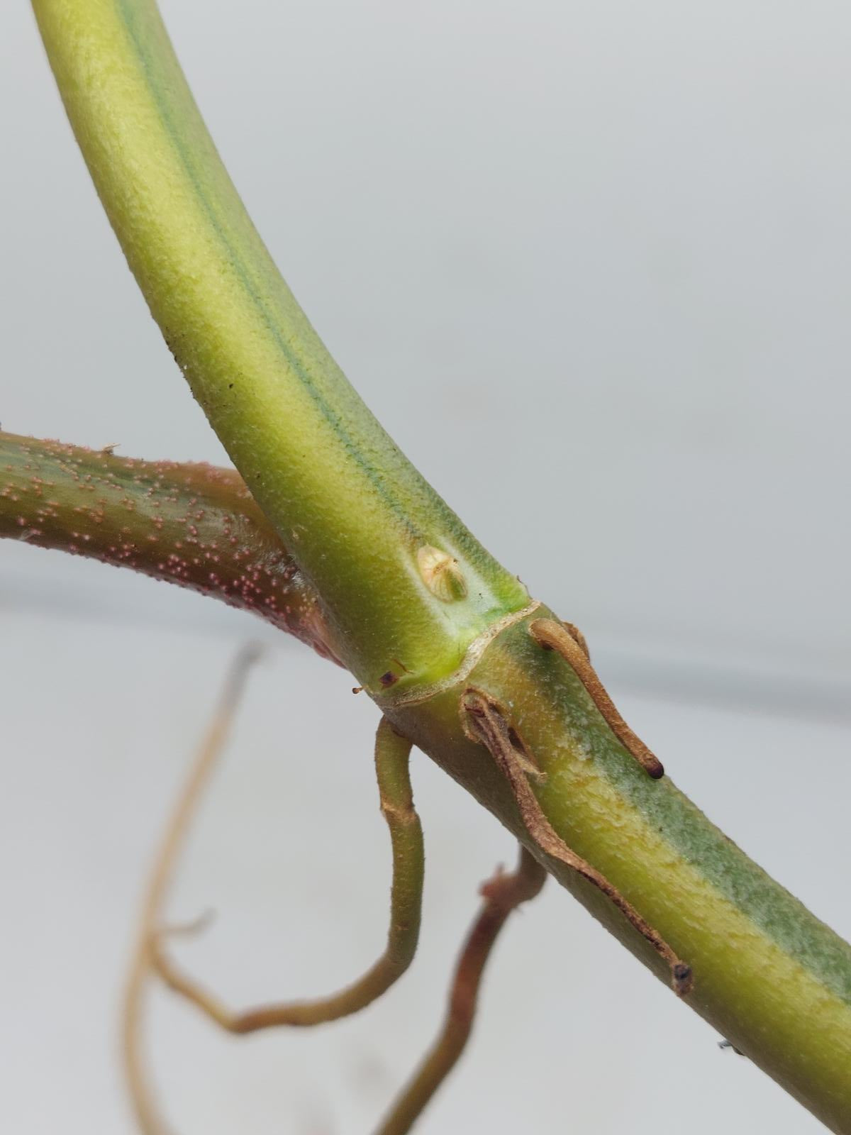 Philodendron Florida Beauty Steckling