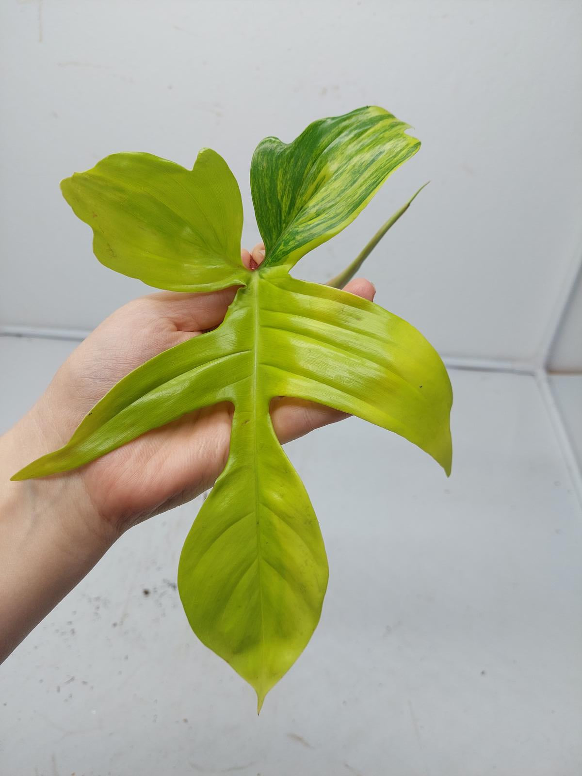 Philodendron Florida Beauty Steckling