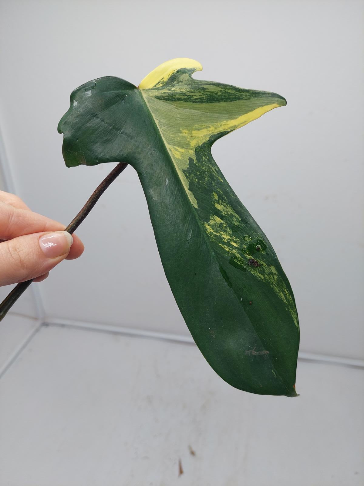 Philodendron Florida Beauty Steckling