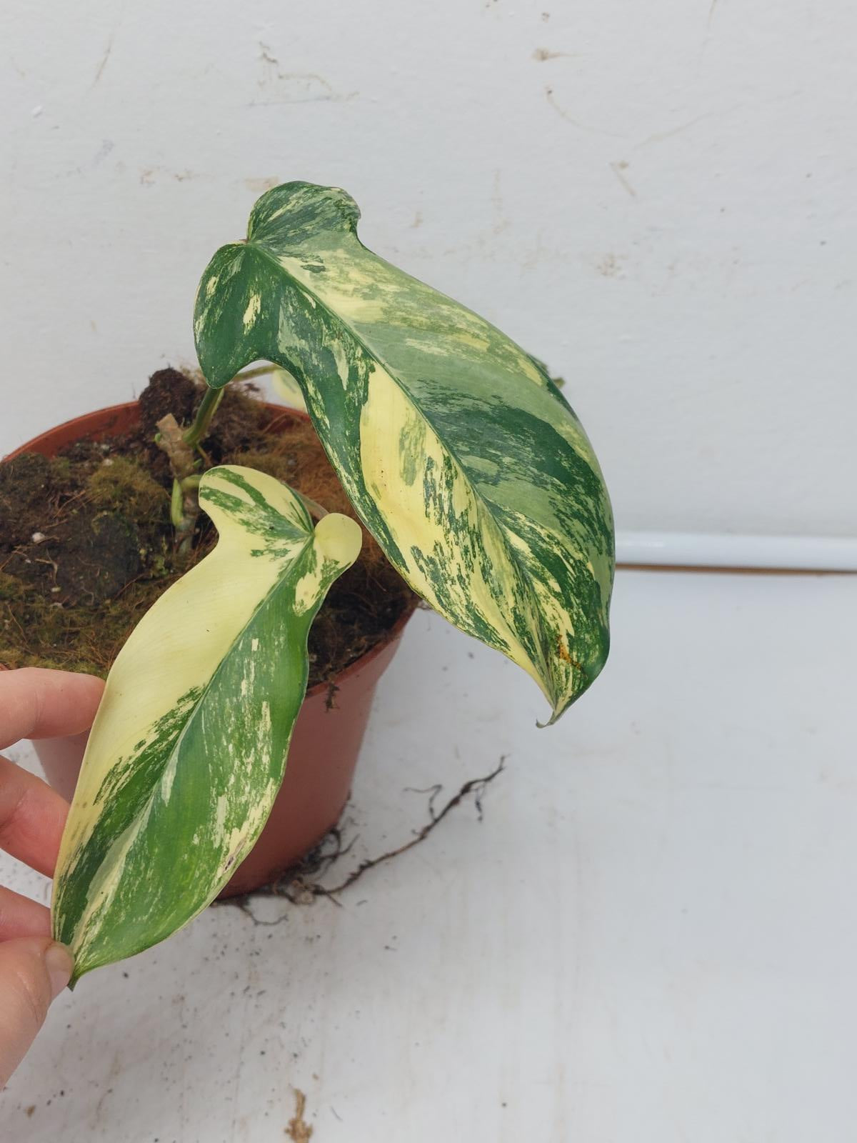 Philodendron Florida Beauty Steckling