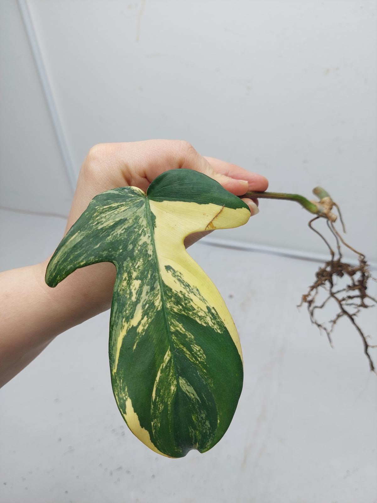 Philodendron Florida Beauty Steckling