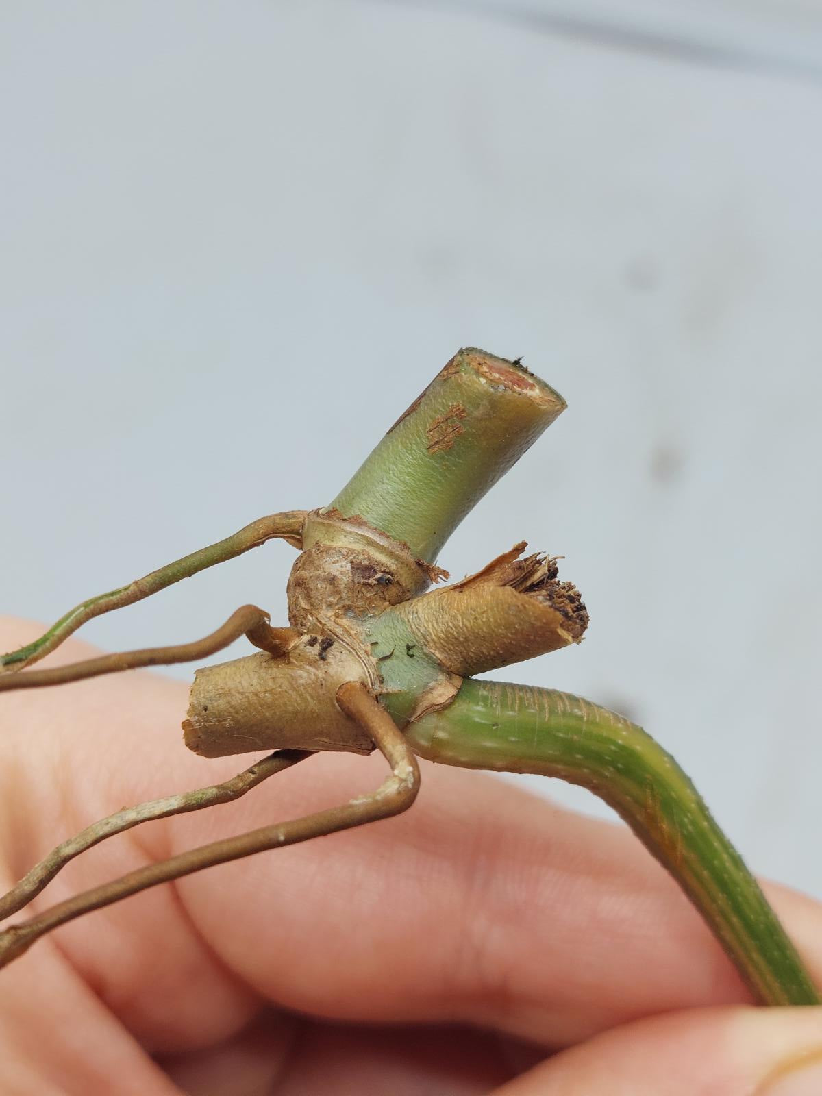 Philodendron Florida Beauty Steckling