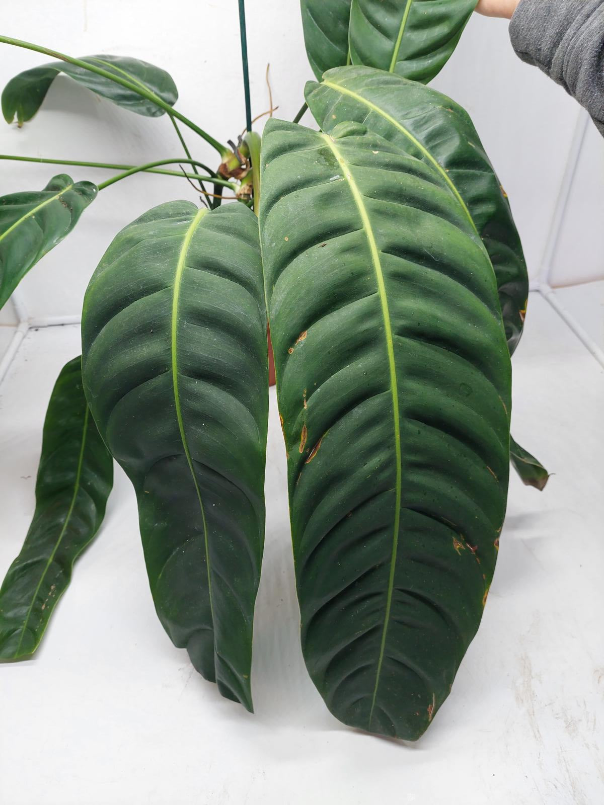 Philodendron Patriciae