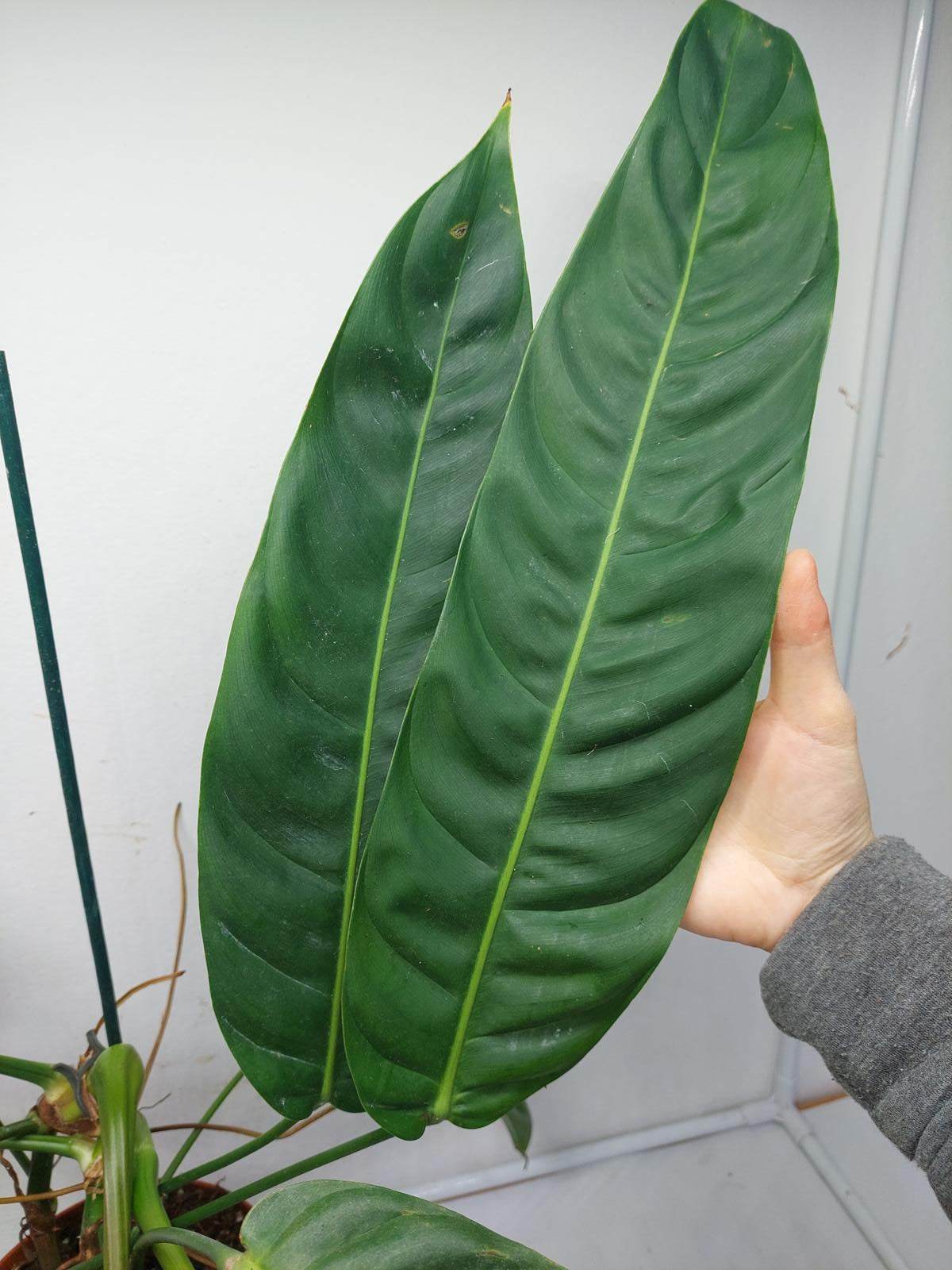 Philodendron Patriciae