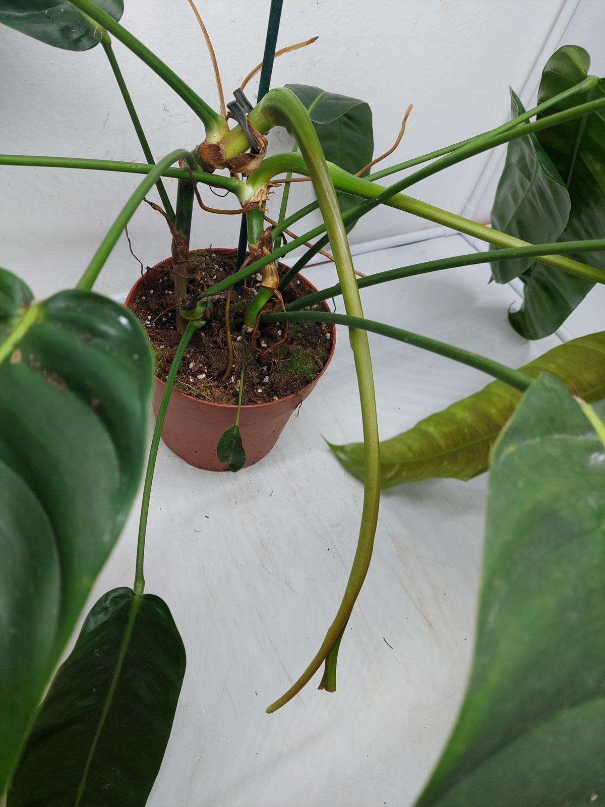 Philodendron Patriciae