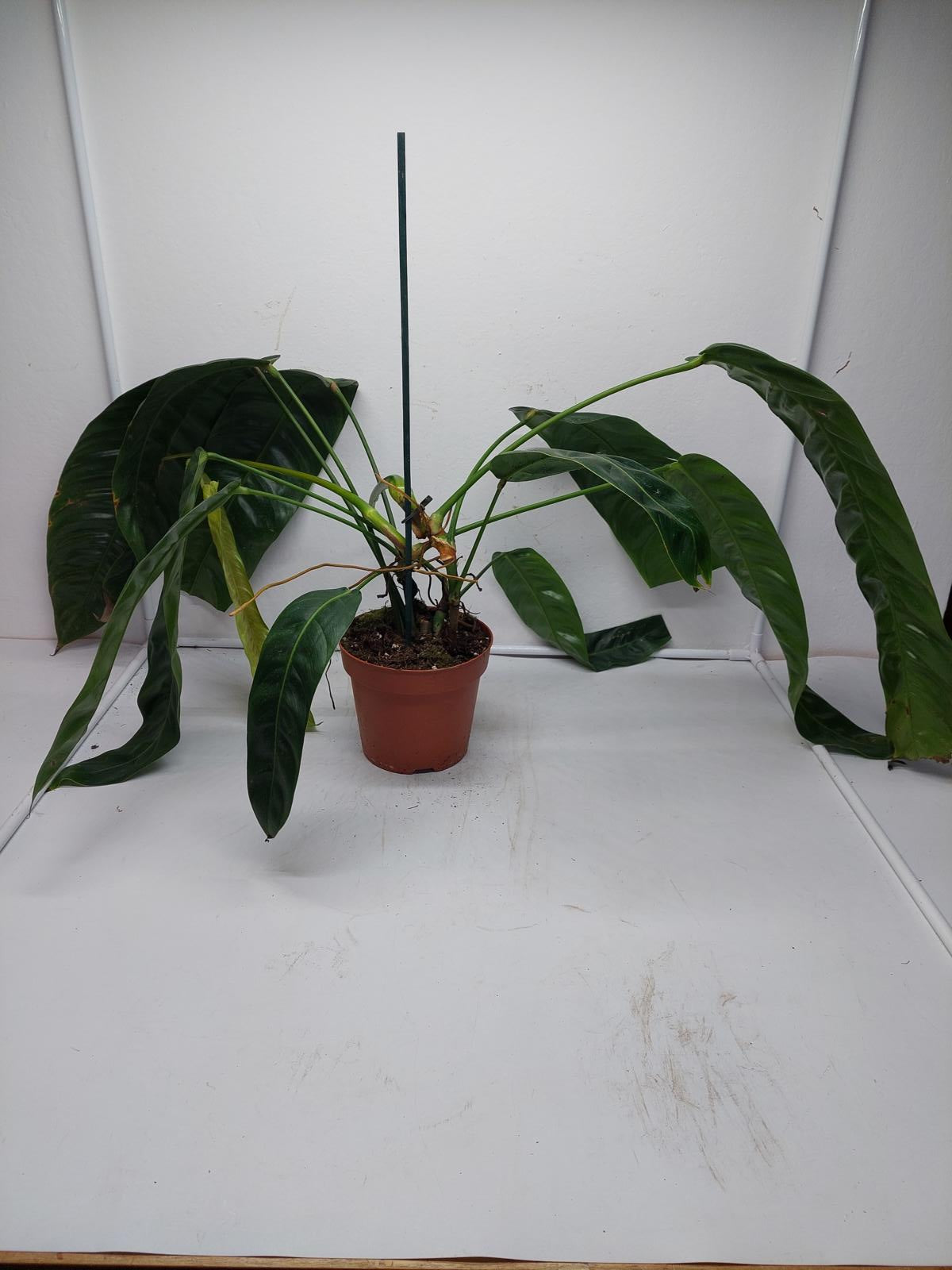 Philodendron Patriciae