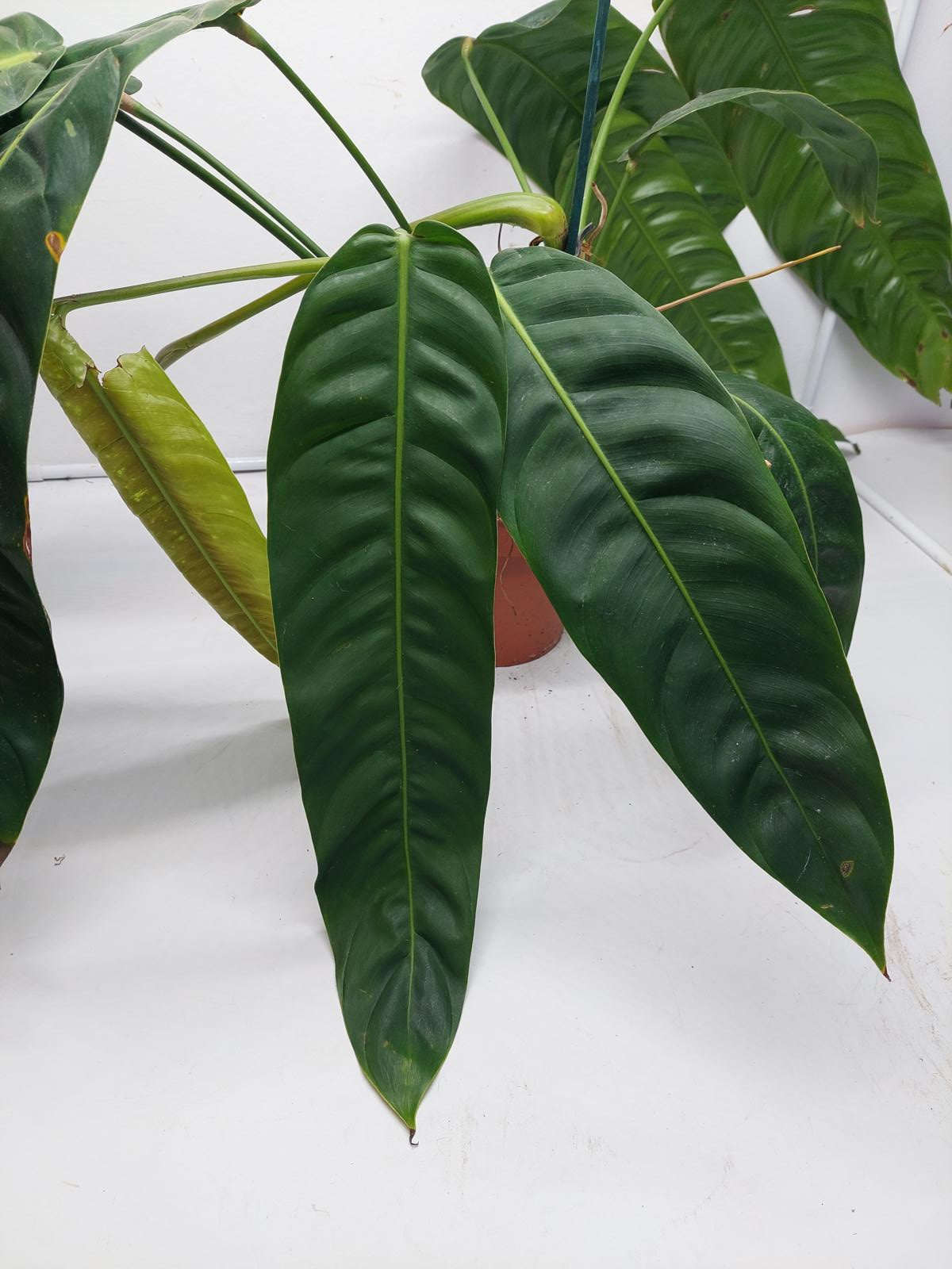 Philodendron Patriciae