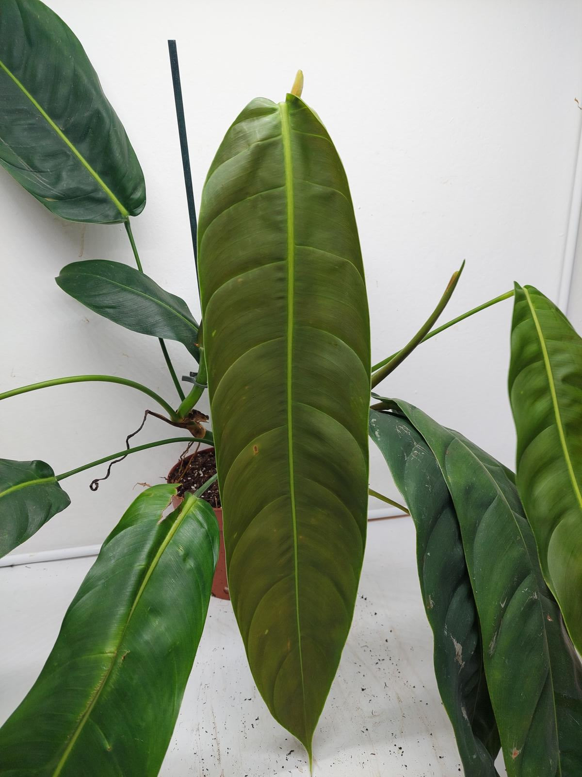 Philodendron Patriciae