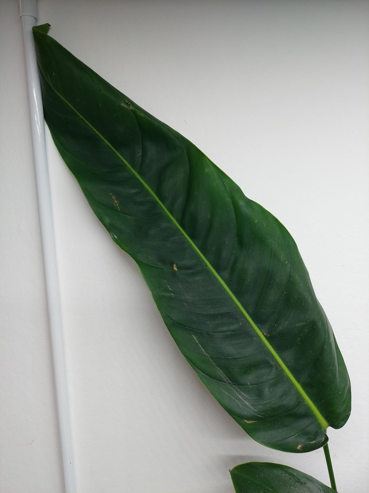 Philodendron Patriciae